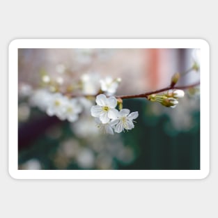 White Cherry flowers Sticker